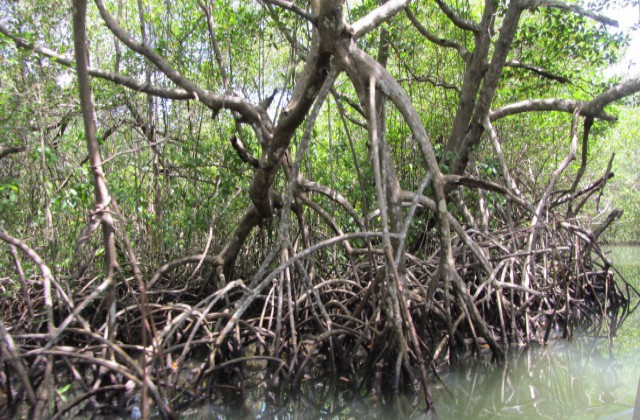 Parque Nacional Los Haitises manglares